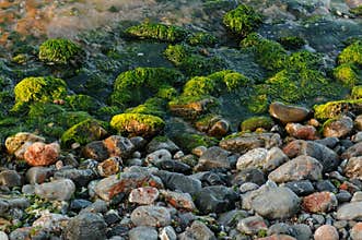 Rocks Covered by Moss on a Beach from Crete Island
