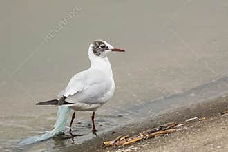 Seagull Dragging a Worn-out Plastic Bag