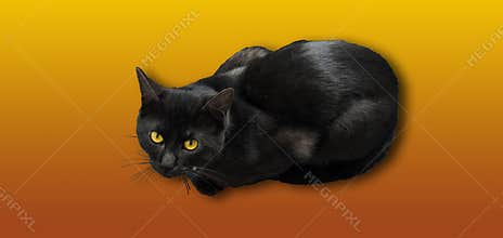 Isolated black and grey cat