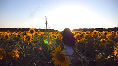 Young girl running along sunflowers field under blue sky at sunset. Sun shine at background. Follow to woman jogging at