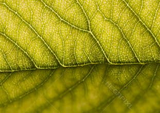 Leaf