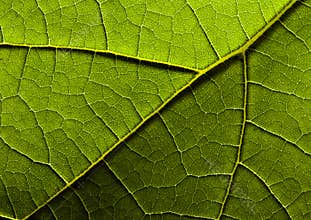 Leaf background