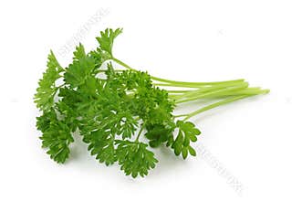 Curly leaf parsley