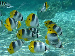 Butterfly fishes
