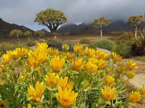 Wild flower landscape, Namaqualand, South Africa