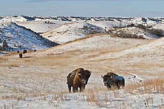 Buffalo in Winter
