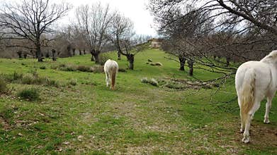 Mountain landscape view plants trees horses