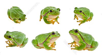 Tree frog collection