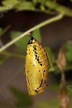 Chrysalis of butterfly