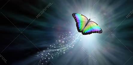 Beautiful Butterfly crossing into the light