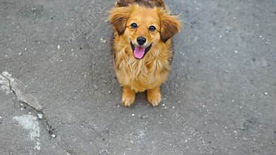 Little ginger dog jumps into the camera lens. A beautiful dog looks into the camera