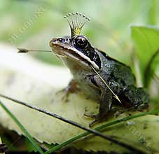 The frog princess