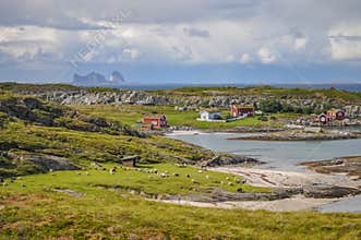 Herd of sheep in green valley of Lovund island surrounded by coastline of sea