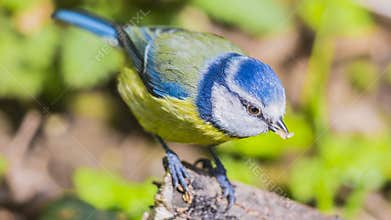 Blue tit (Cyanistes caeruleus) is a small blue yellow and white bird
