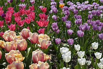 Flowerbed of tulips of various colors