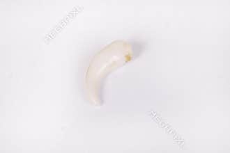 Dog, Canine Tooth