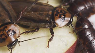 Cockroaches are eating food. Insects carry germs. Dirty insects.