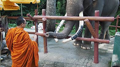 Buddhist monk feeds elephants with bananas in zoo of Chiang Mai in Thailand