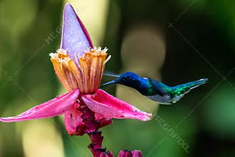 HummingbirdTrochilidaeFlying gems ecuador costa rica panama