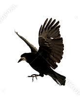Flying raven