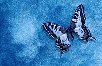 Blue swallowtail butterfly. Abstract blue watercolor background. Blue abstract background. Wet watercolor paper