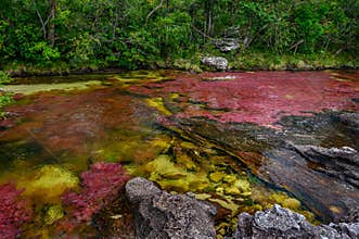 The rainbow river or five colors river is in Colombia