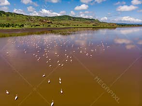 Aerial Shot. A flock of lesser flamingos sitting ob the Salt Red Water of Lake Natron. Tanzania