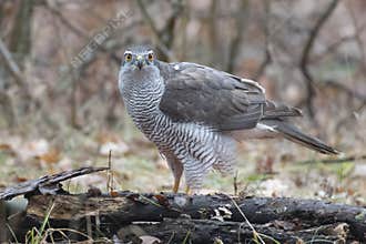 Canis aureubig  Accipiter gentilis