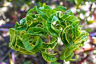 Unique leaves of Croton Ram`s Horn, with scientific name Codiaeum Variegatum