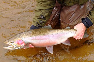 Fly fisherman holding a very large fish
