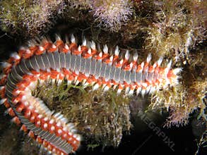 Fire Worm