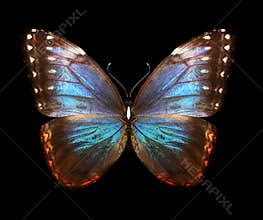 Color Morpho butterfly , isolated on the black