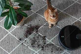 Robot vacuum cleaner cleaning dirty carpet and cat home next to plant