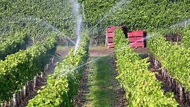 Agriculture Irrigation Sprinkler Okanagan Vineyard