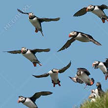 Atlantic Puffin or Common Puffin