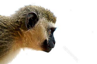 Staring monkey.