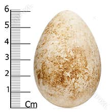 Egg of Atlantic Puffin or Common Puffin