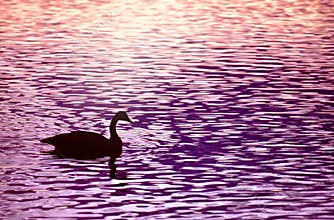 Silhouette of Solitary Goose, Purple, Pink Twilight Sunset
