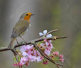 The European robin Erithacus rubecula on Cherry Blossom
