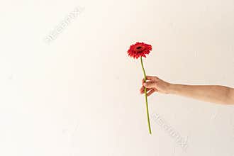 Woman hand holding a single gerbera flower on white wall background