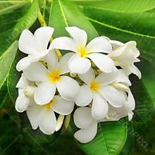 Branch of tropical flowers