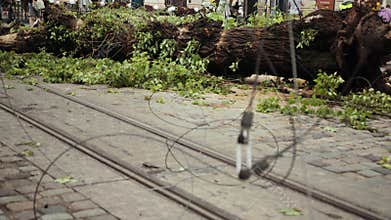 The consequences of hurricane. tree fell on a cobblestone road in city center