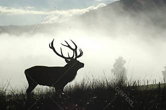 Moody stag