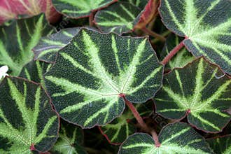 Begonia rex cultorum