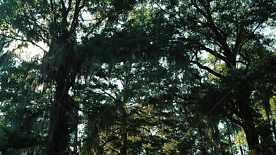 Sunrays beaming through some cypress trees