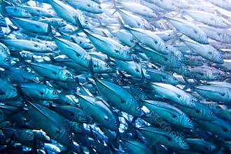 Wall of tuna