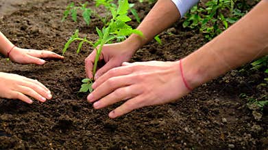 Father and child are planting a plant in the garden. Selective focus.
