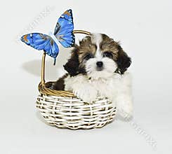 Shih-Tzu Puppy