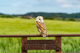 Barn owl Tyto alba