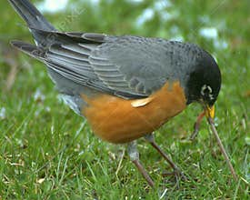 American Robin (Turdus migrato